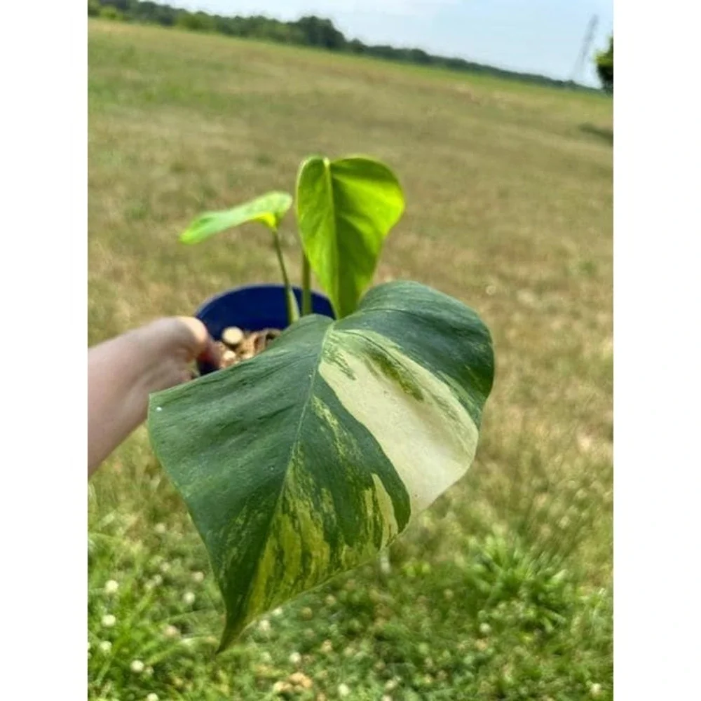 Monstera Aurea Variegated – Exact Live Rooted Plant - US Seller - A4